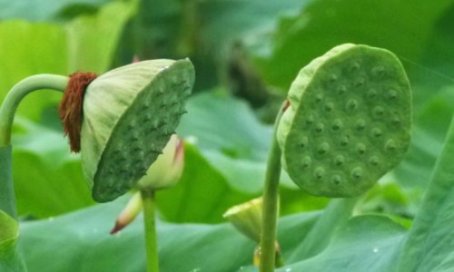 术后病人乌鱼汤做法网 - 网站提供手术后炖乌鱼汤怎么炖才安全小常识、手术后乌鱼汤炖法